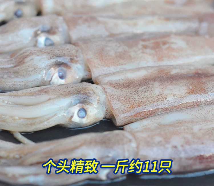 鱿鱼仔讲解3.jpg